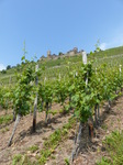 FZ017282 Vines and Burg Thurant.jpg